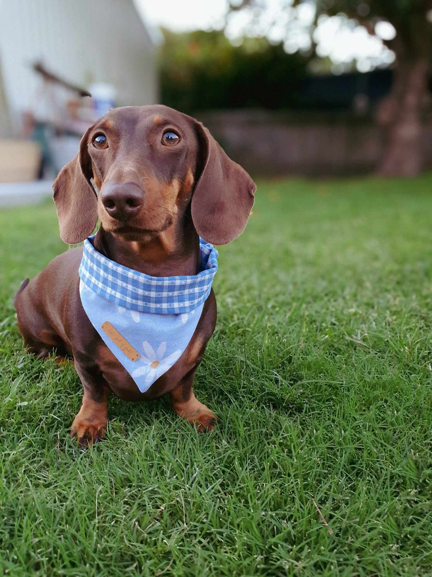 Millie X Edward Bandana