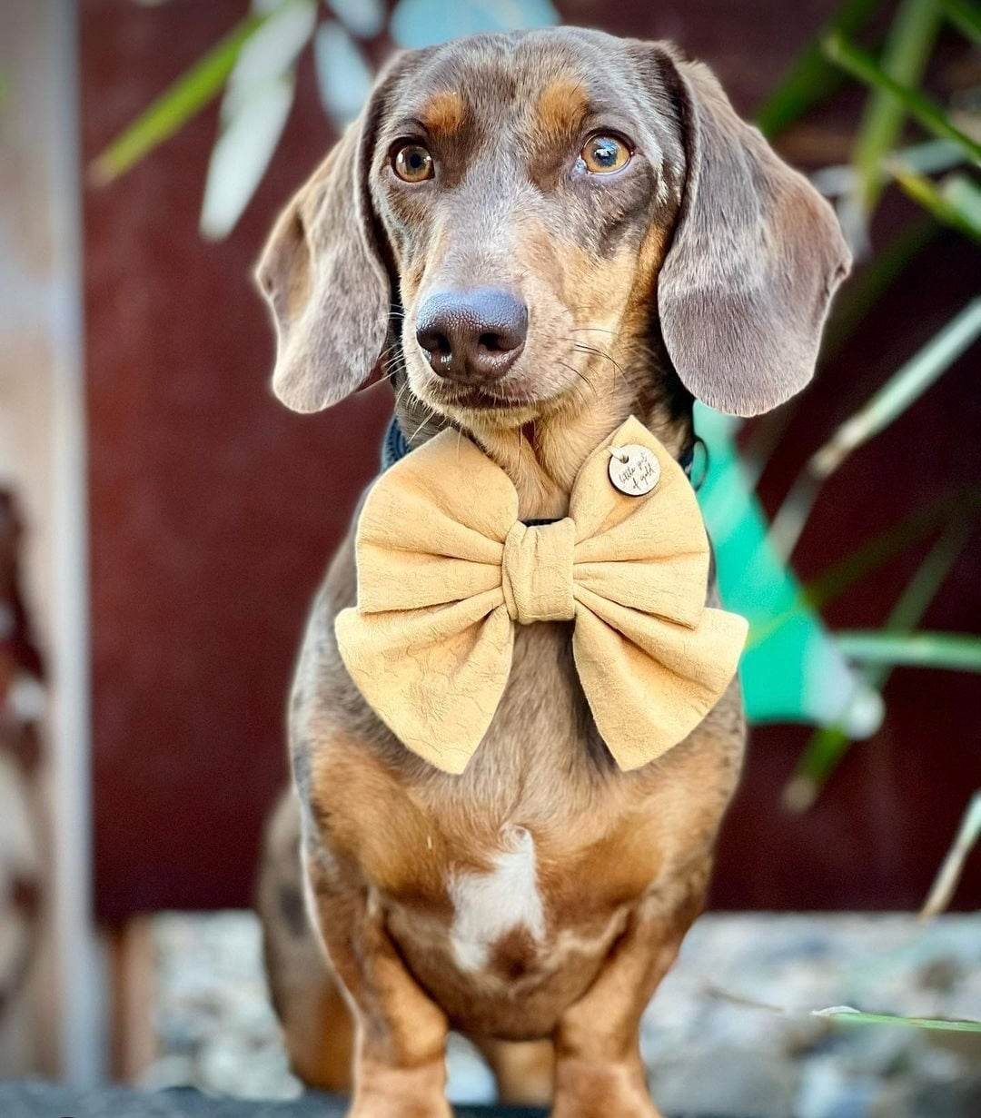 Mustard Bow