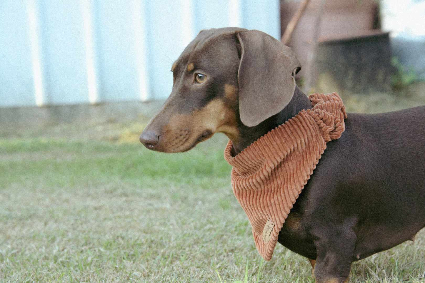 Rust Bandana