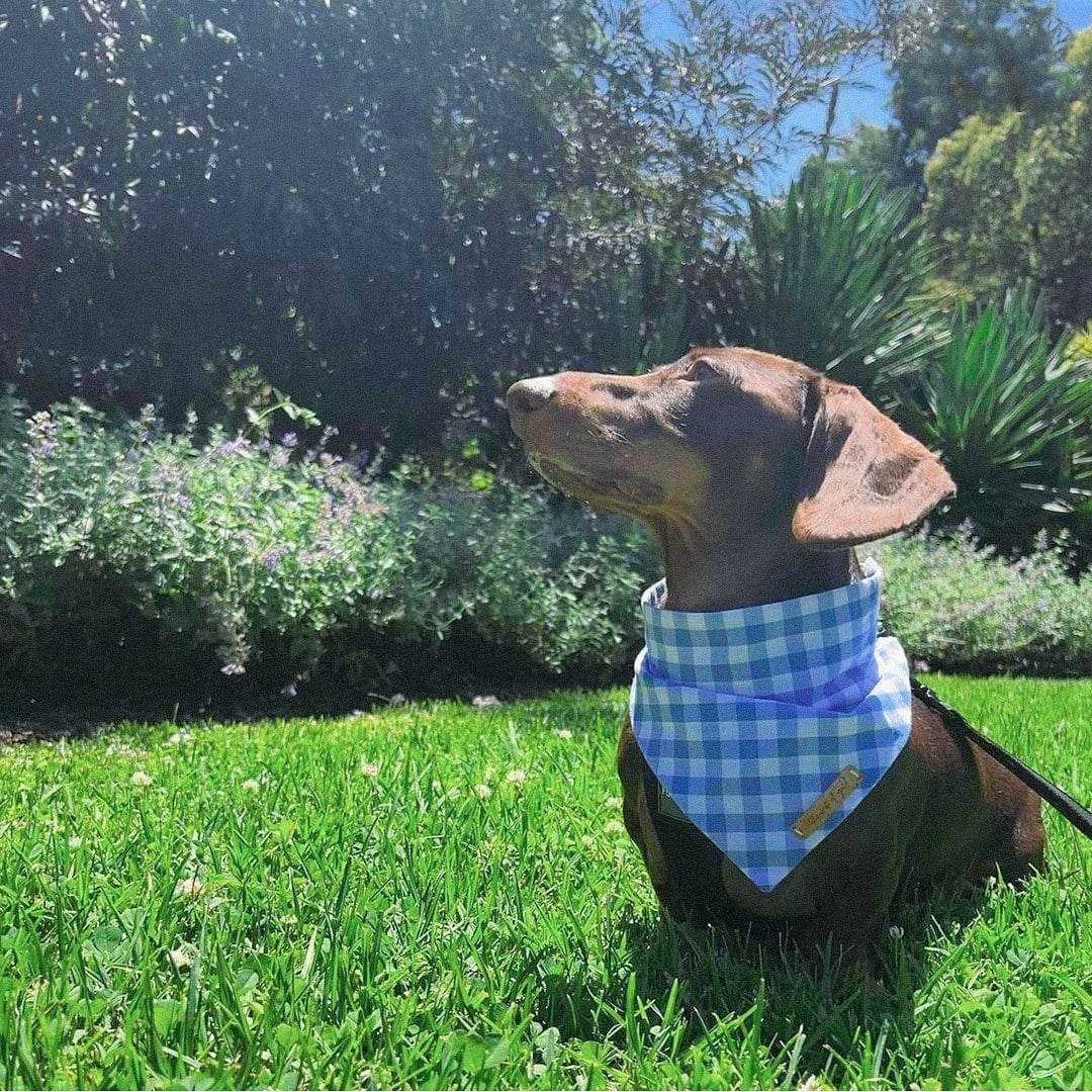 Blue Gingham Bandana