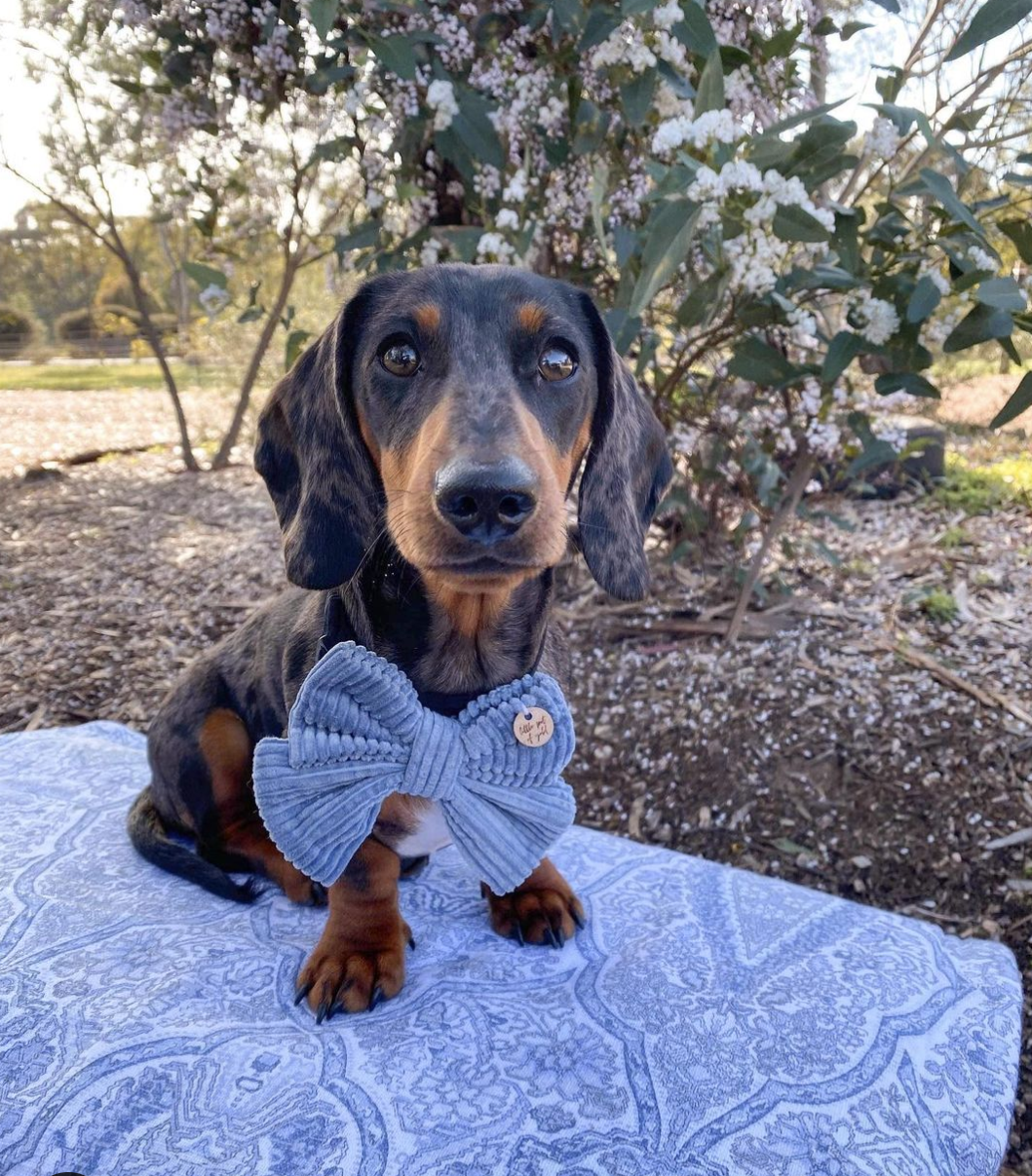 Baby Blue Bow