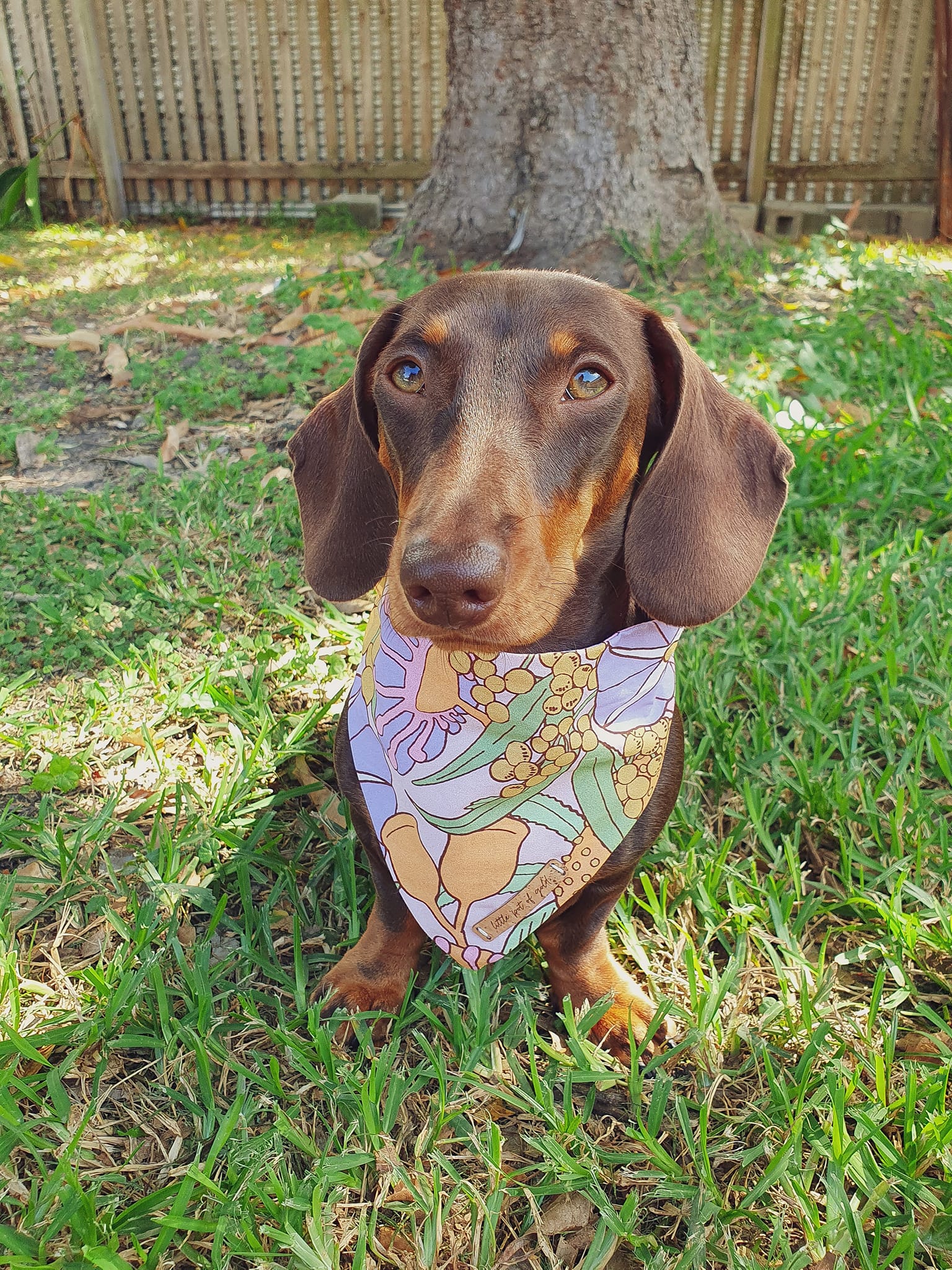 Dachshund bandana store